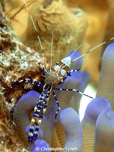 Spotted Cleaner Shrimp....natural light ...top of the ree... by Christopher Lynch 